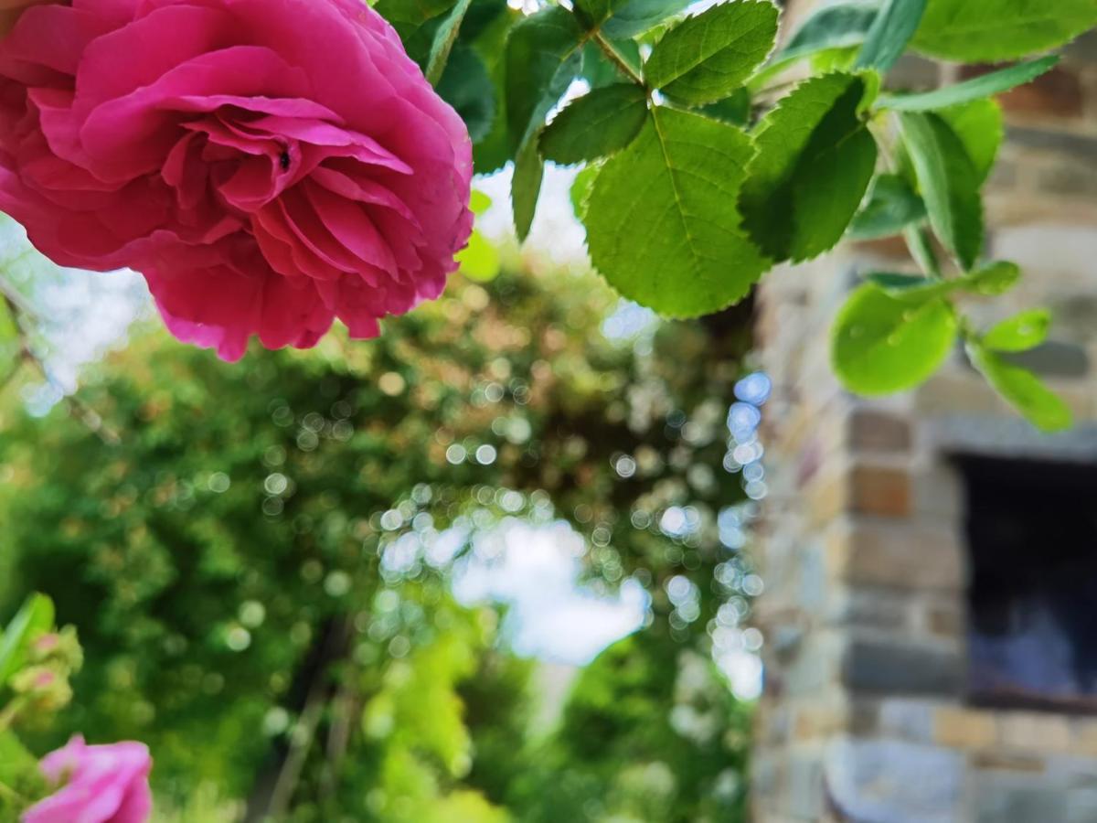 Ferienhaus Eifelrose 锡默拉特 外观 照片