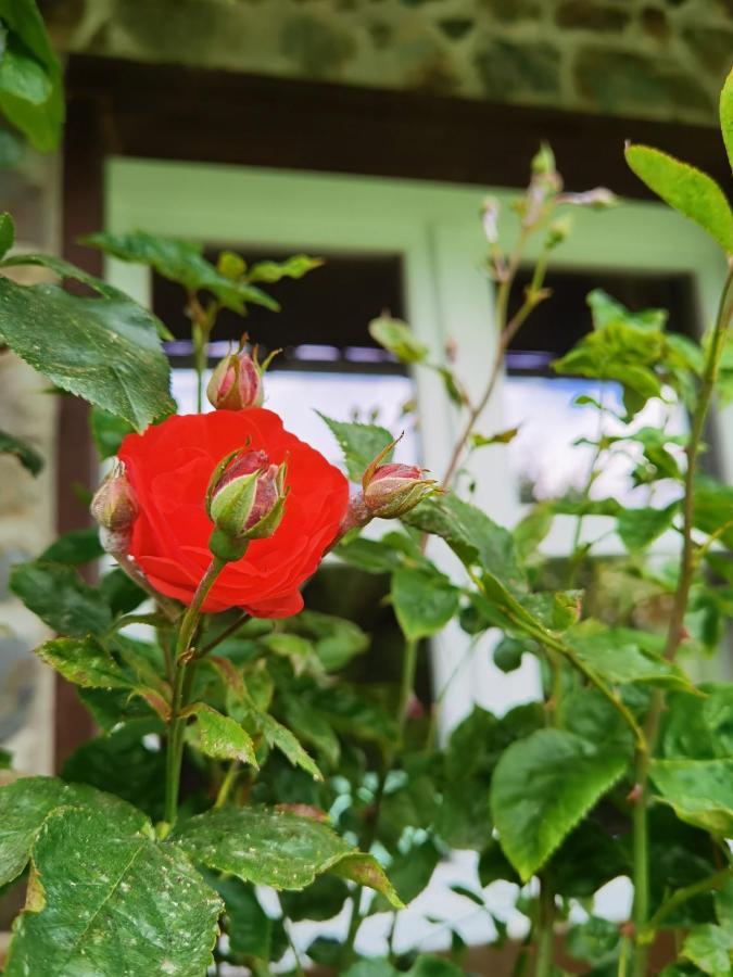 Ferienhaus Eifelrose 锡默拉特 外观 照片
